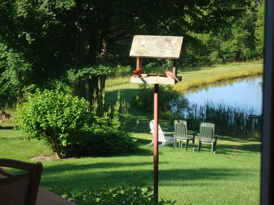 Cardinals in the bird feeder