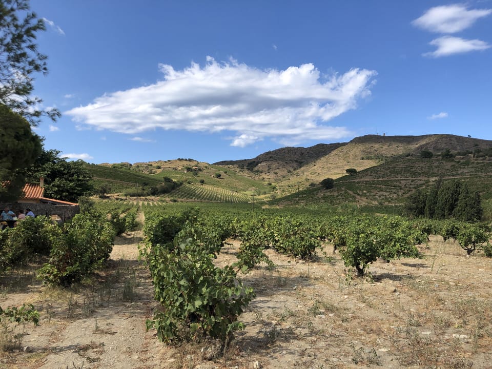 Vineyards and rolling hills at Clos des Paulilles.