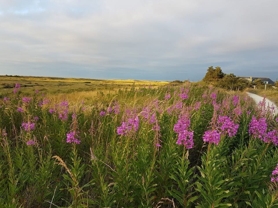 Lavender Marsh, Holme