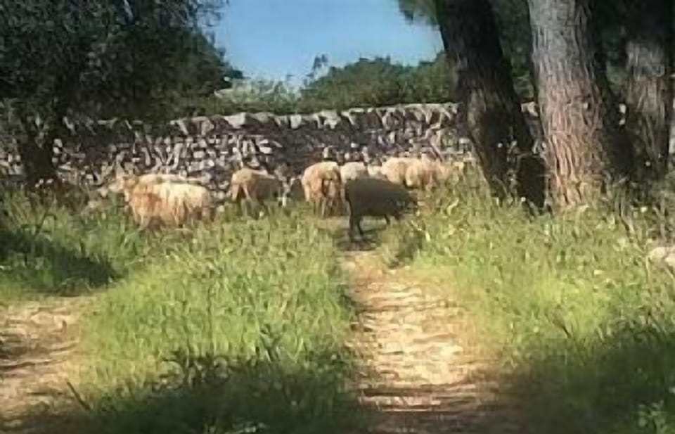 Sheep passing by