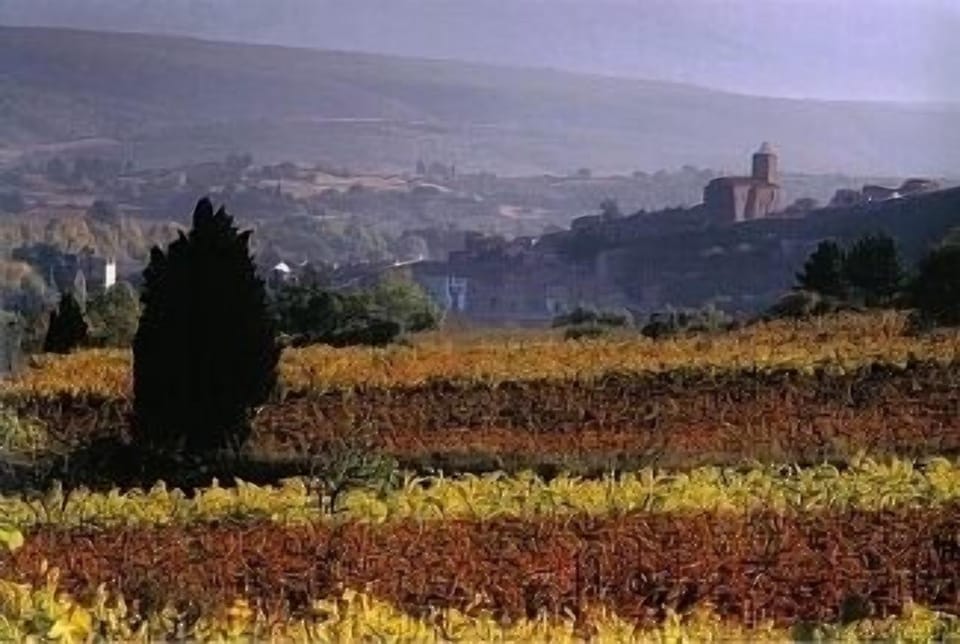 The vines in the autumn