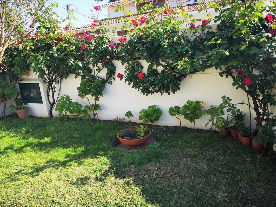 Espaço jardinada na parte da frente da casa