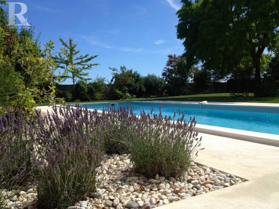 Lavender by the pool