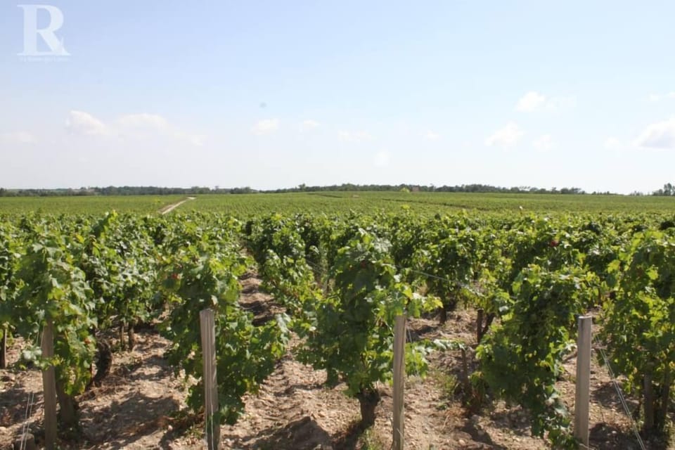 Medoc vineyards