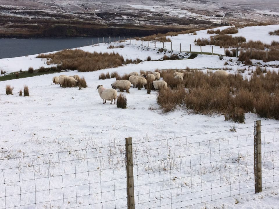Sheep grazing in the winter