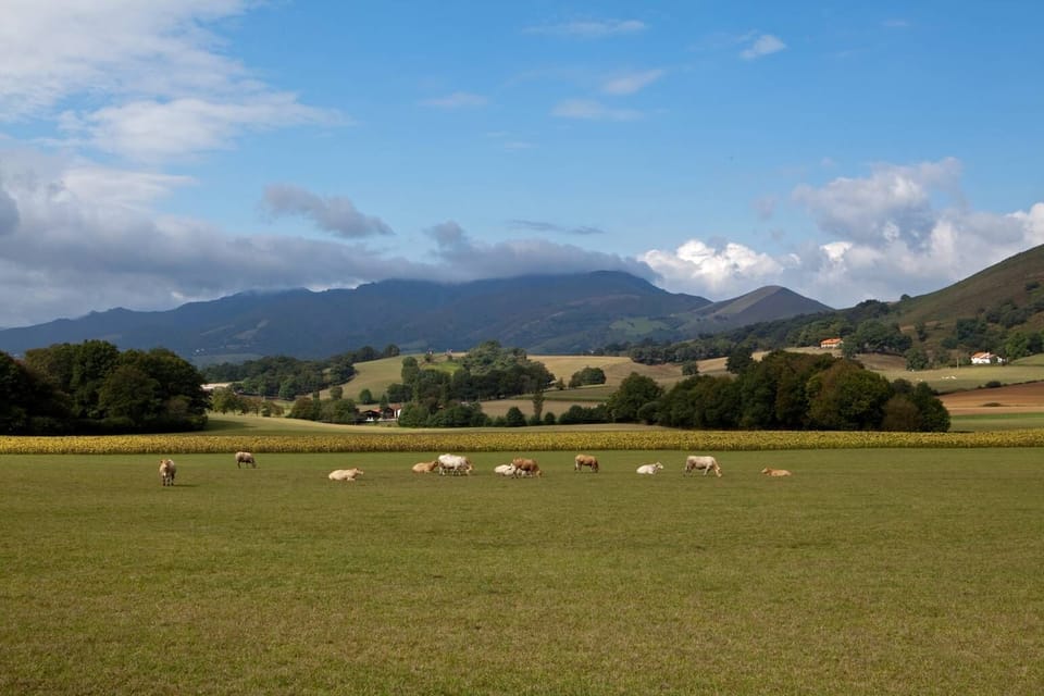 Pasture and mountains