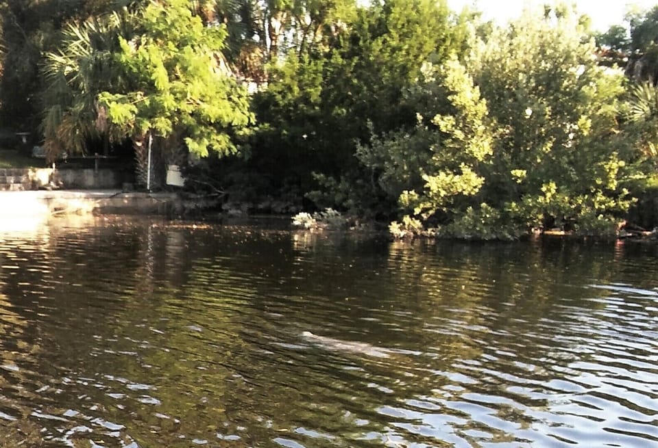 manatee in canal off dock