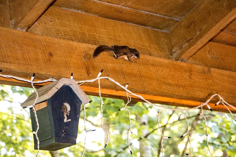 Friendly Visitor