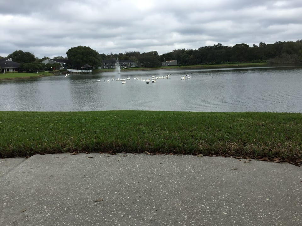 True SNOWBIRDS down for the winter