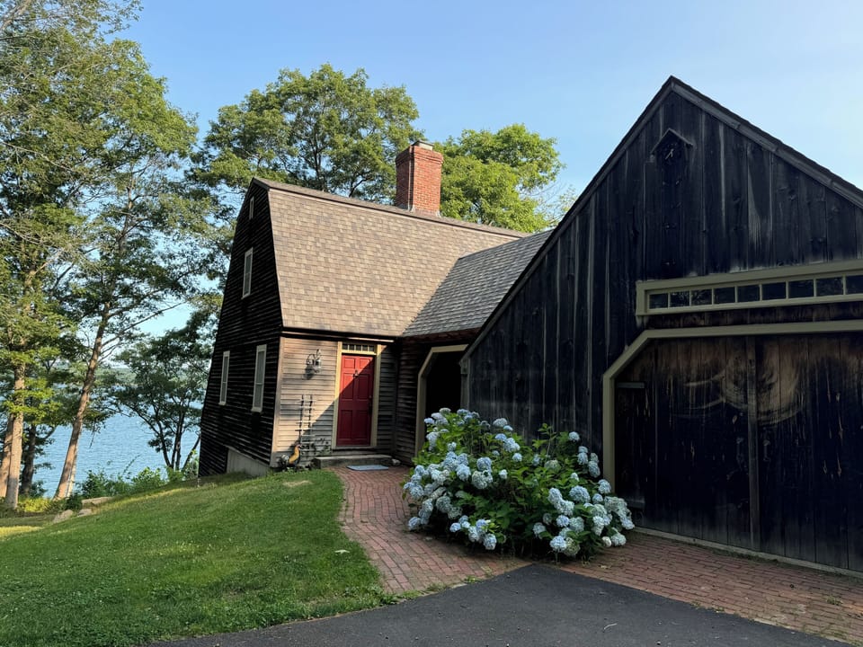 Cottage hydrangeas in bloom