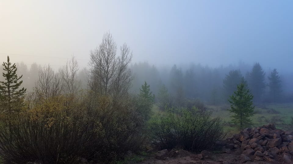 Looking out on the meadow from the front deck on a foggy spring morning