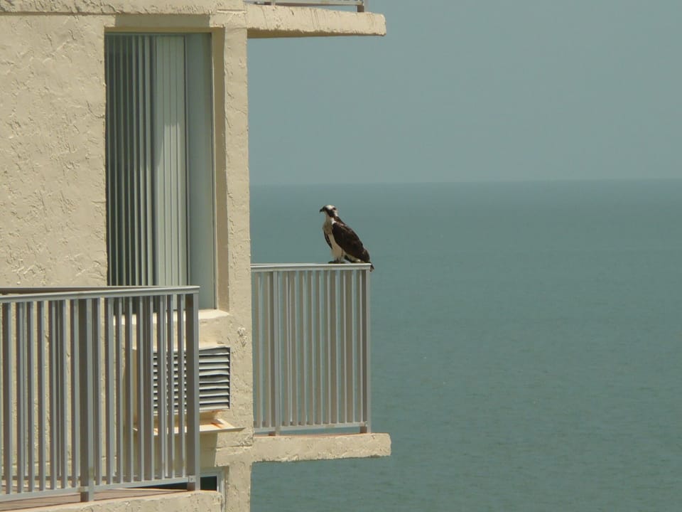 One of the several Ospreys in the neighborhood.
