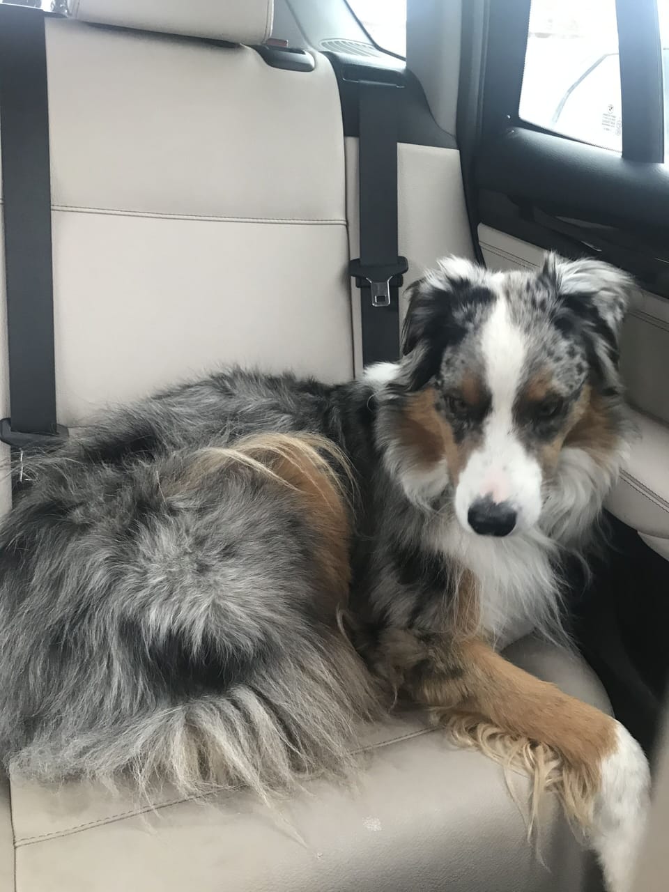 Pet-friendly