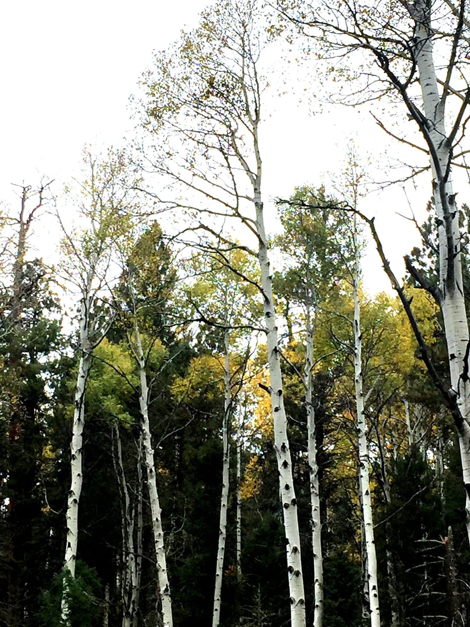 Fall at a favorite high-country fishing spot off the High Road to Taos.