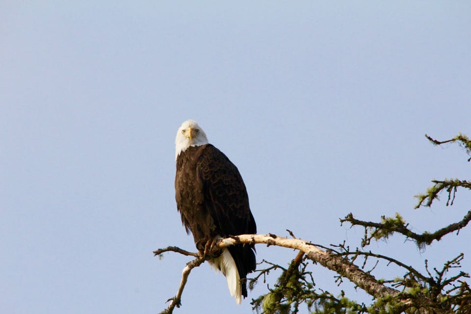 Bald Eagle
