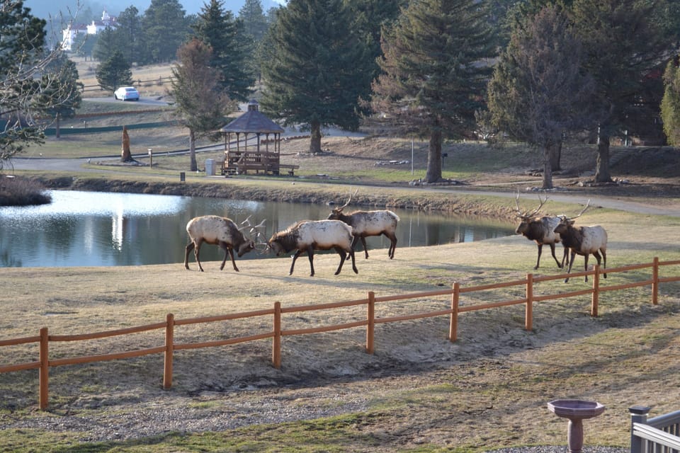 Bull elk play sparing as seen from deck