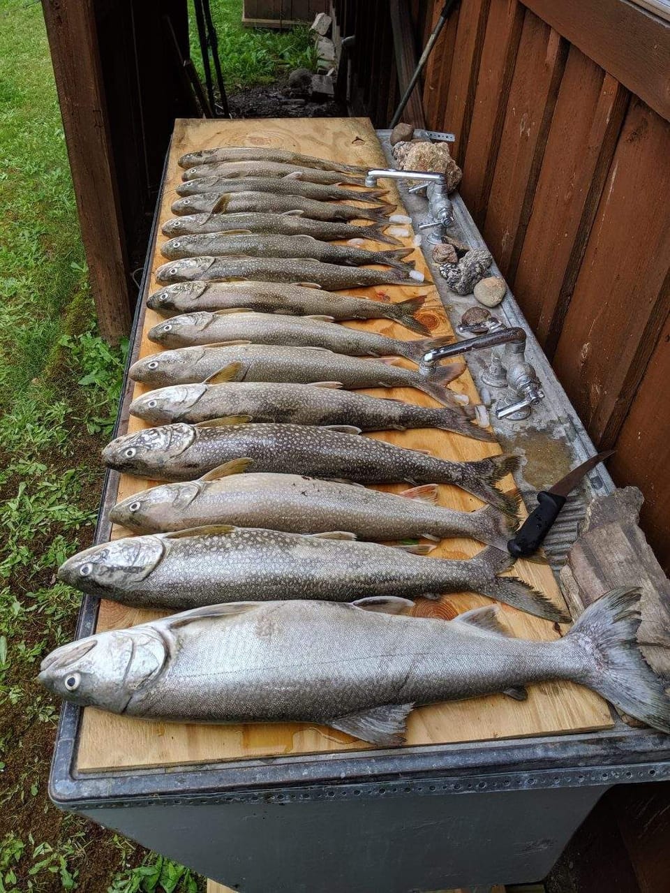 A days catch, fishing on Lake Superior 