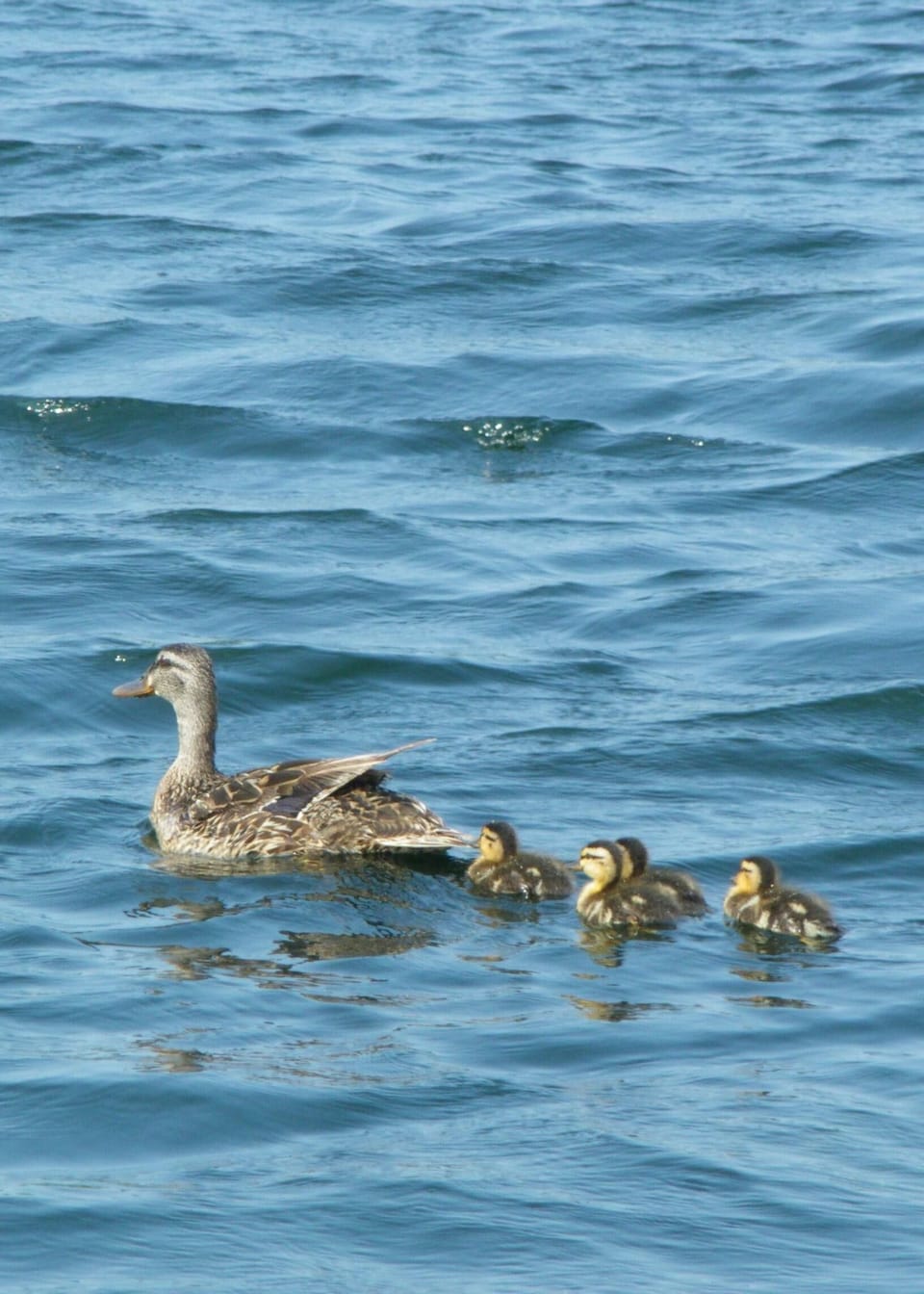 More friends at the lake 