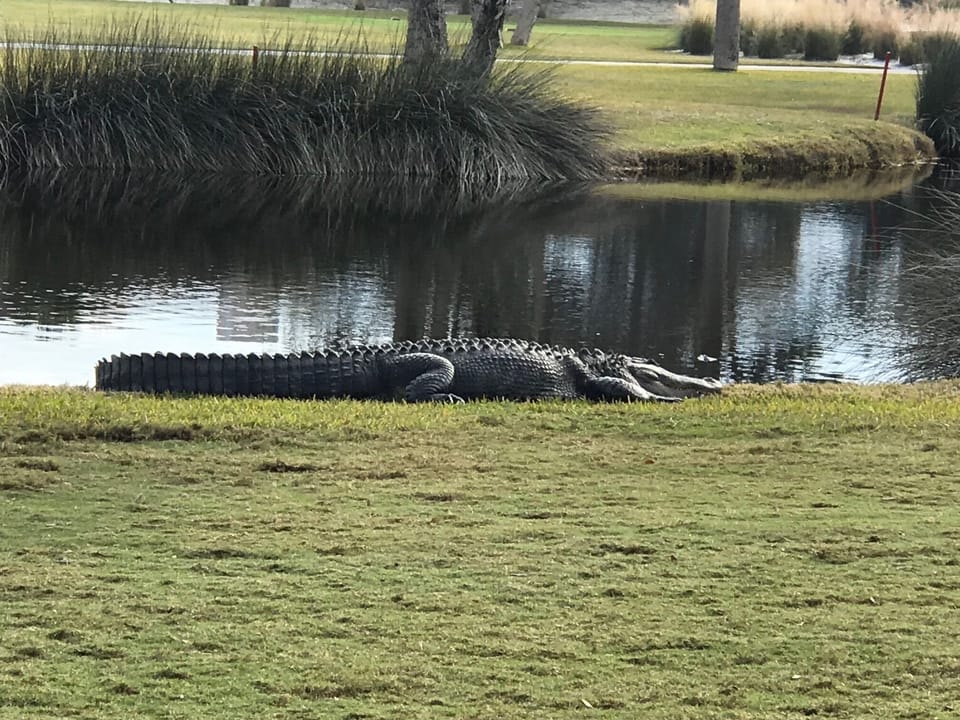 This guy loves chillin' on the golf course.