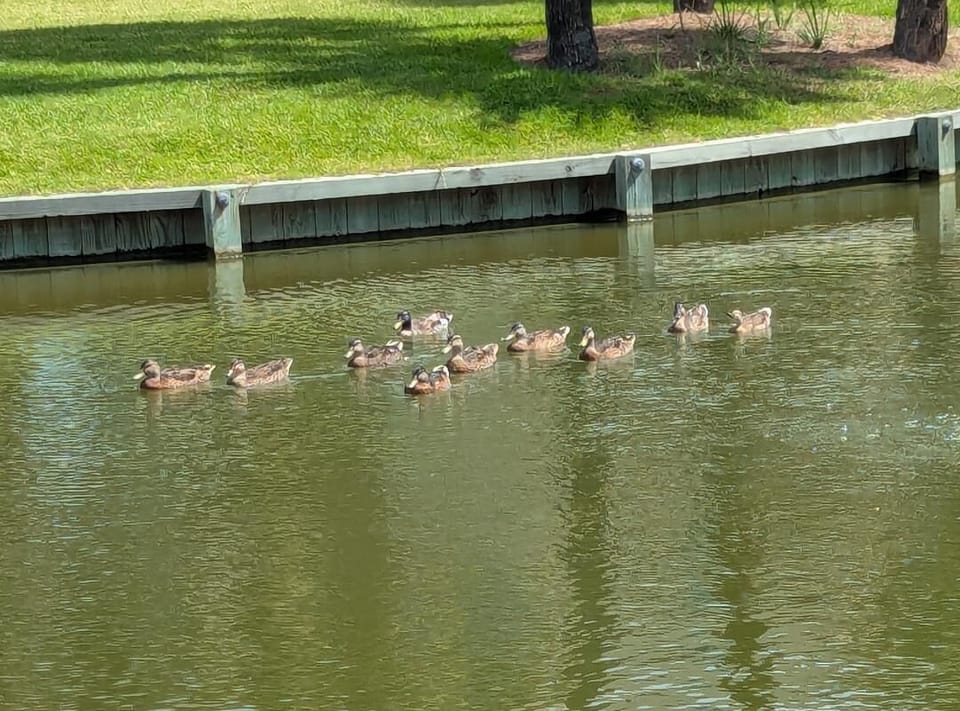 Ducks on Lake Arrowhead