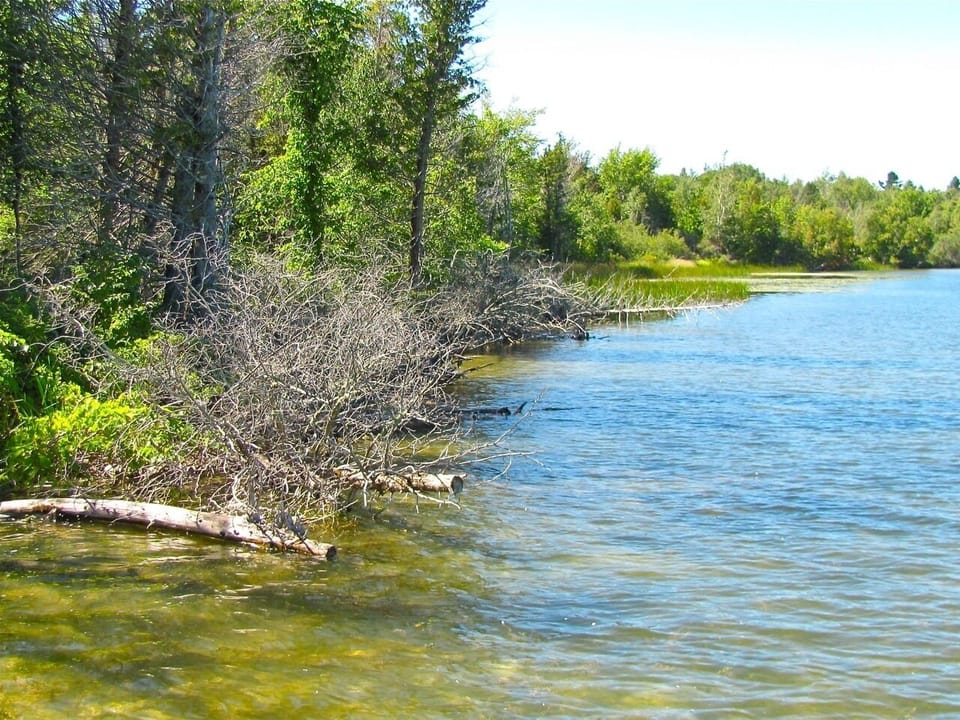 Shoreline, Looks like its time to go fishing!