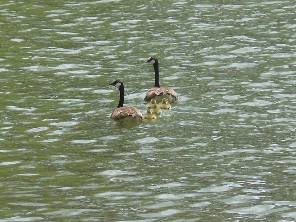 Wild Geese Family hanging out at the dock
