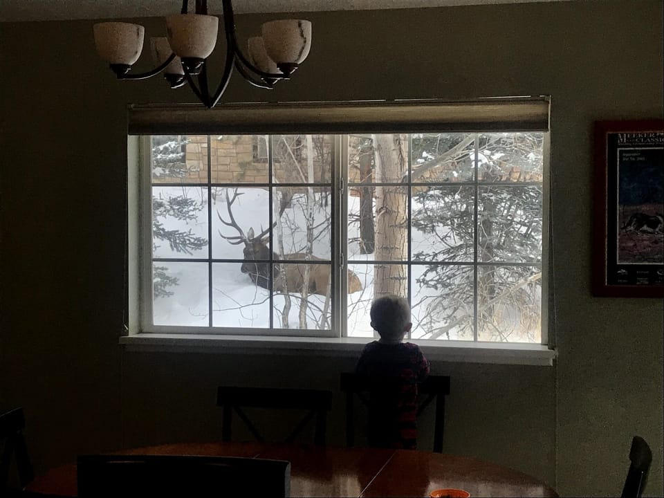 You may see elk or moose outside! This is out the main floor window! 