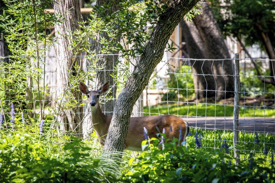 Wildlife