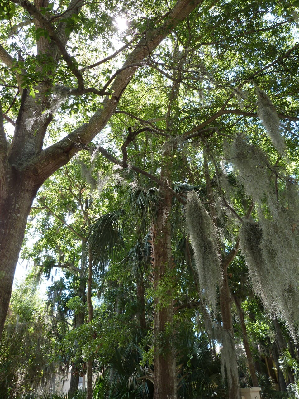The beauty of the Lowcountry