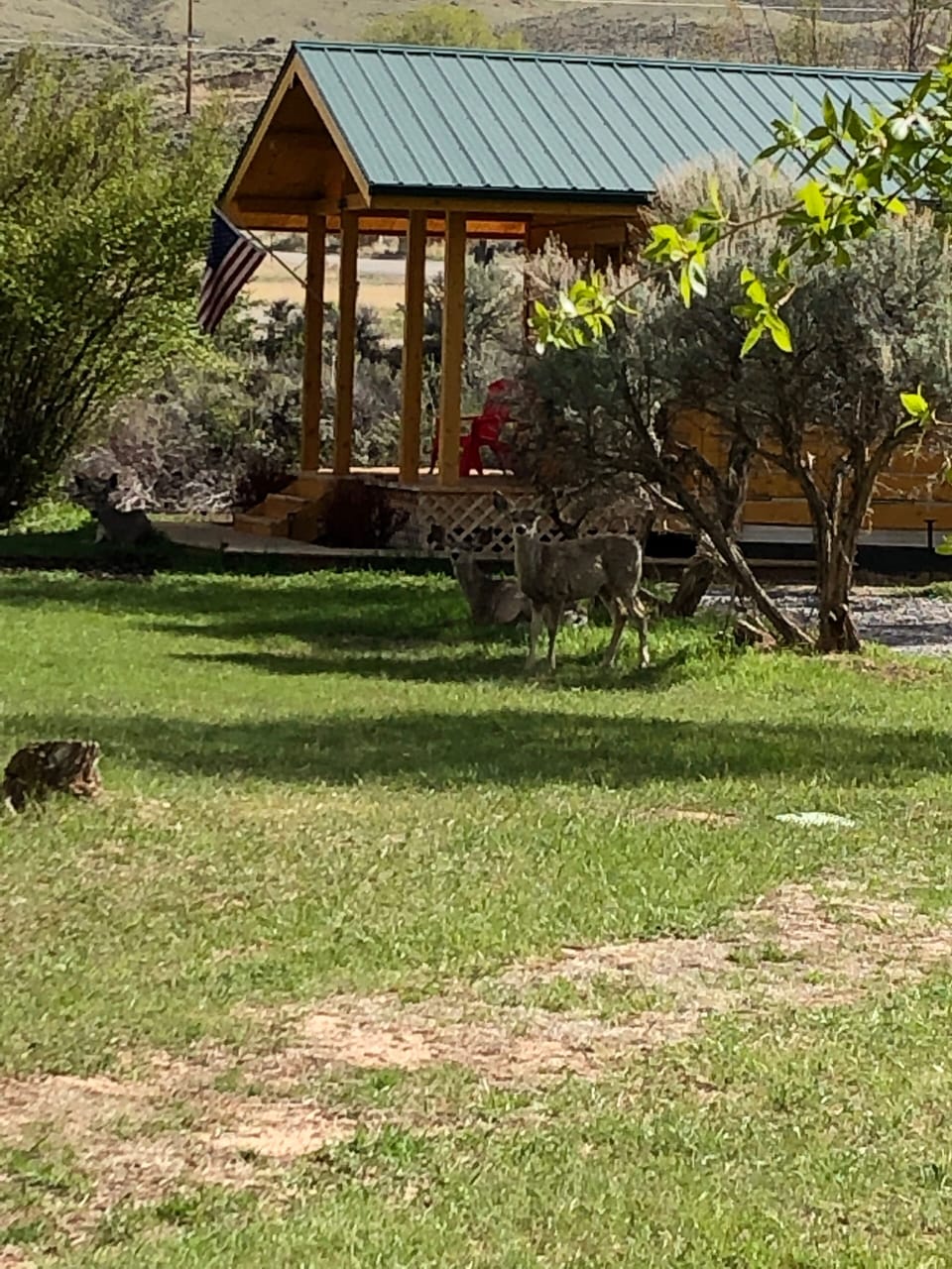 After a lot of rain the deer have finally come out 