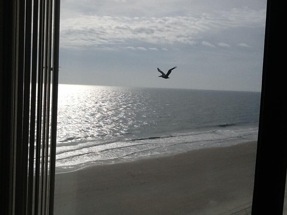 Even the pelicans love the beach!