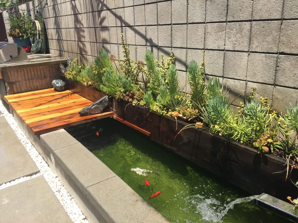 Koi Pond