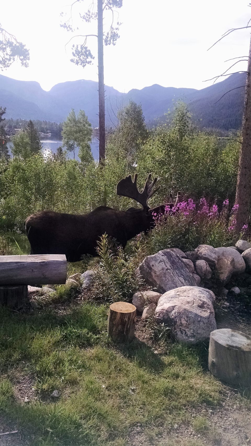 Don't get too close to these regular visitors!