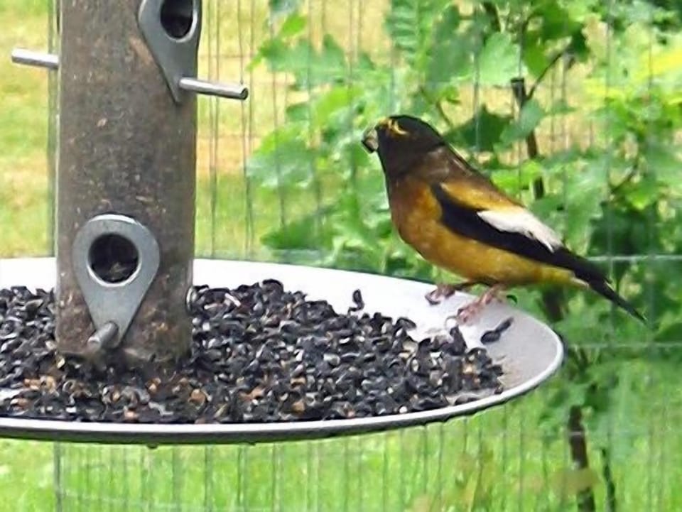 Birds and wildlife will share the property with you.