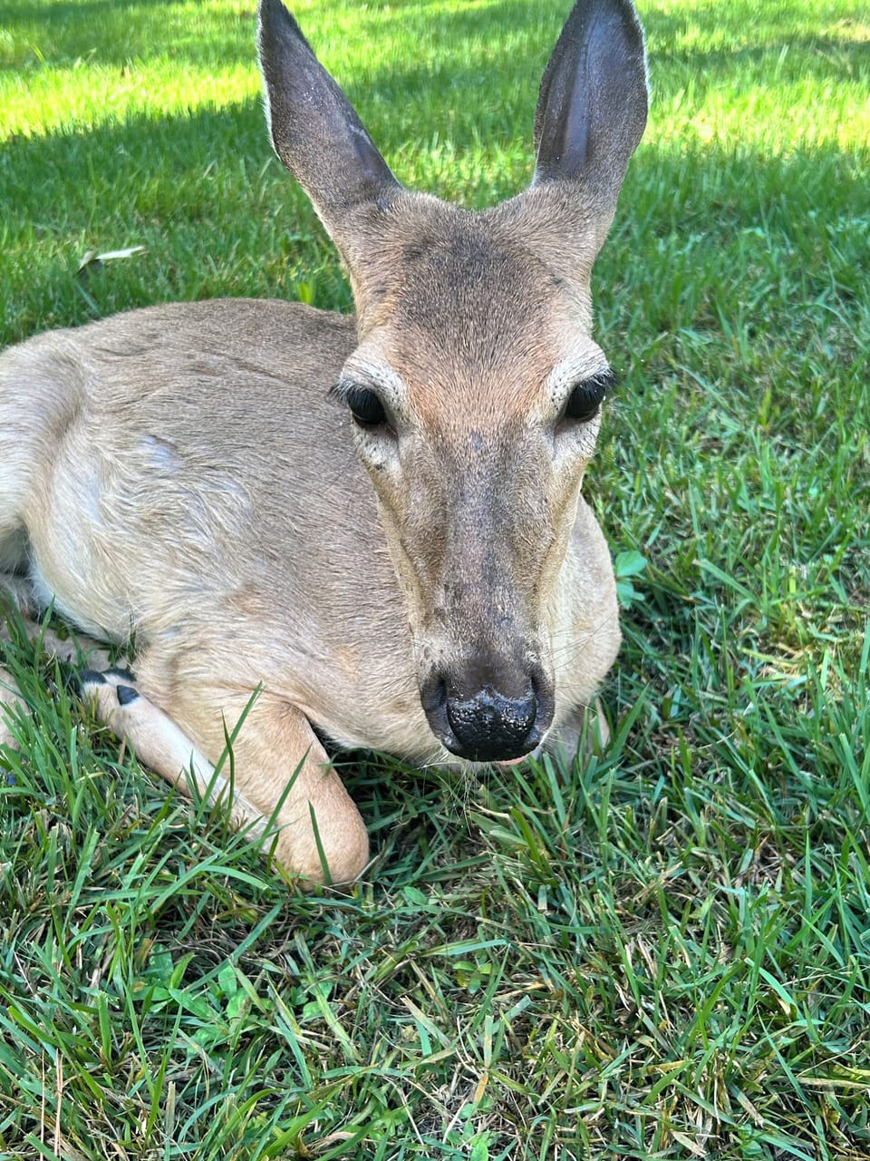 If you are lucky you will get to meet Clarice the deer