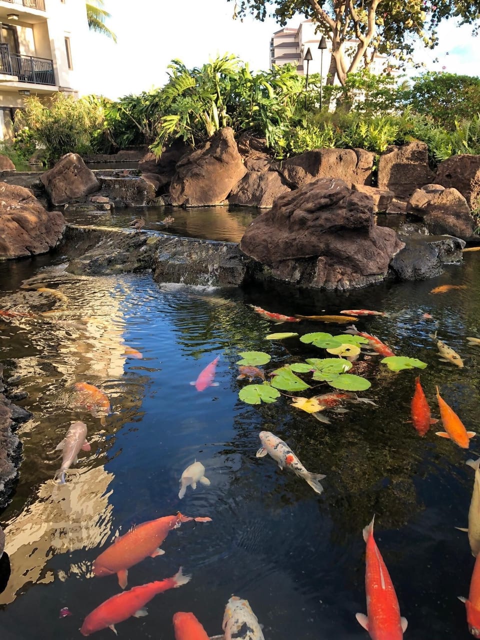 Kids can help feed all of our koi 2 times a day!