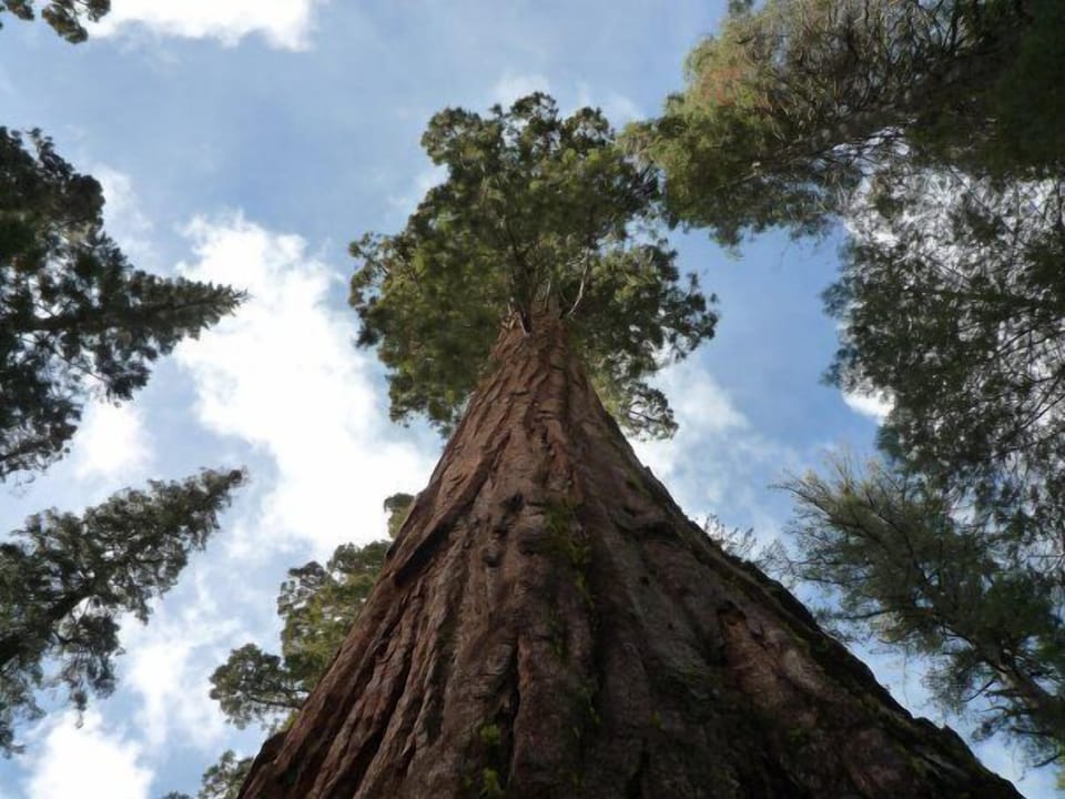 Big trees! Visit some of the world's oldest and biggest living trees at the Mariposa Grove of Giant Sequoias, a 20 min drive or 7 mile hike from the house.