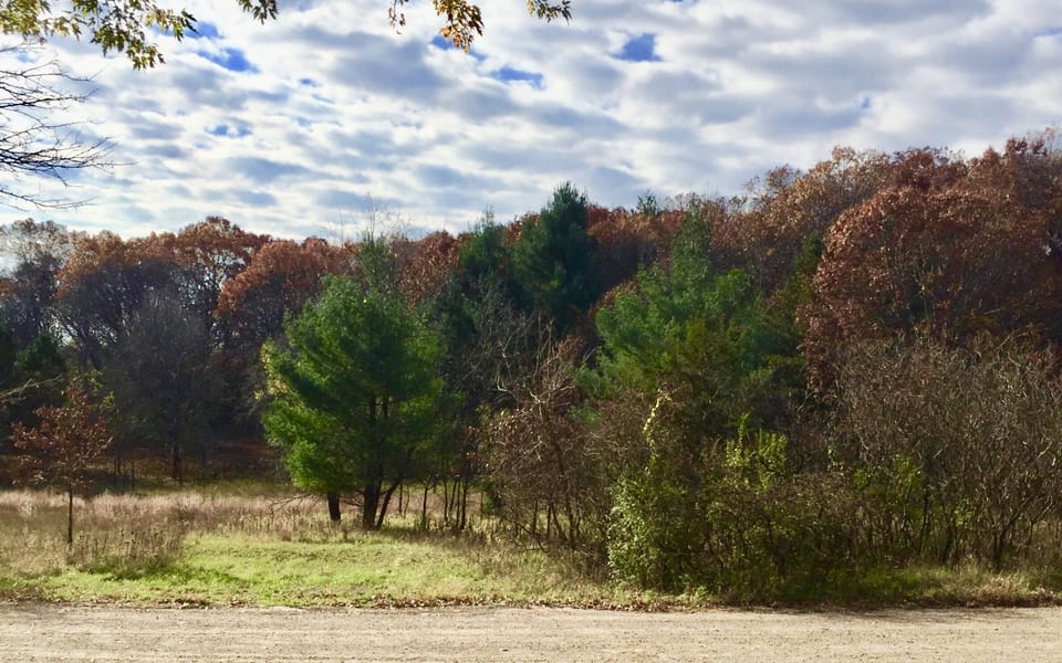 The view from the living room! 