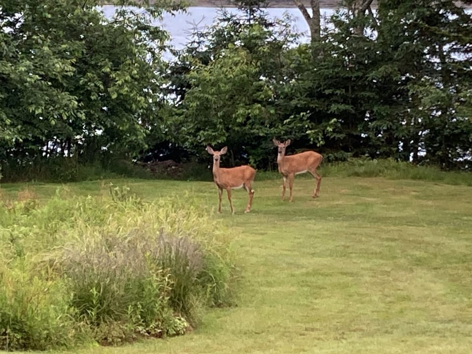 Deer on front lawn