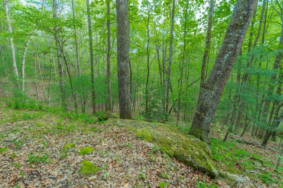 Back yard with Night Laser Light show that can be seen from upper & lower Decks.