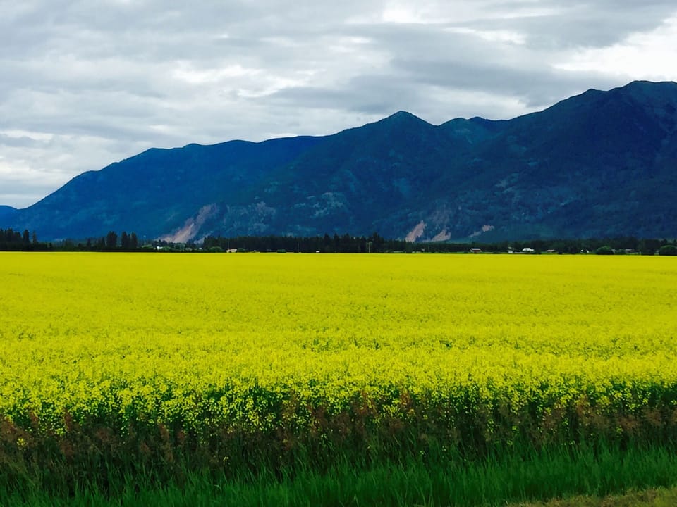 View of the Canola Fields