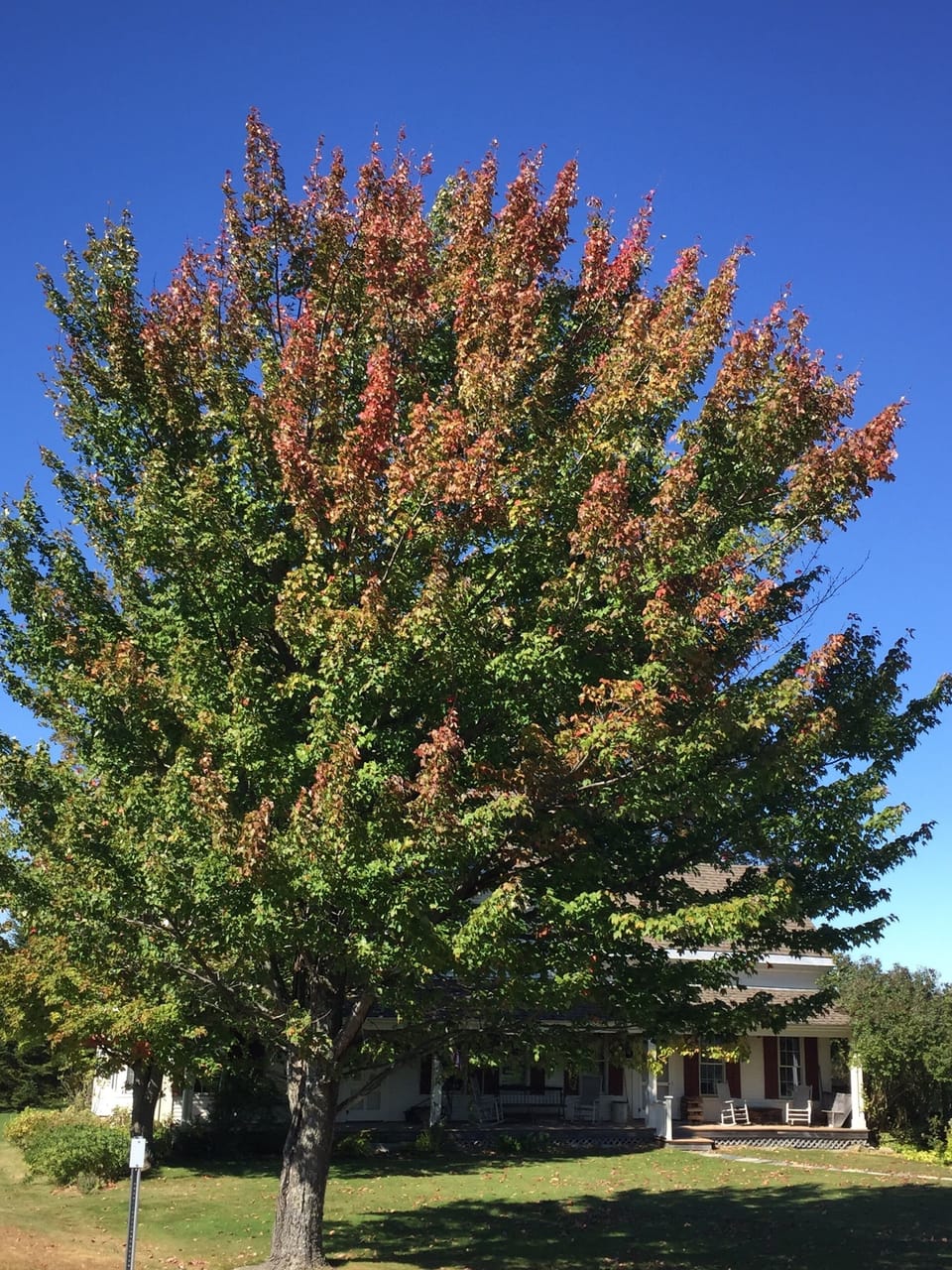 Fall Foliage
