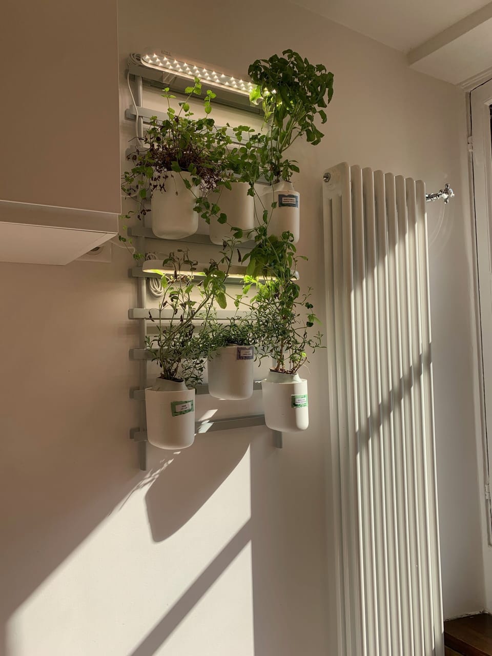 Fresh Basil, Mint ......in Kitchen