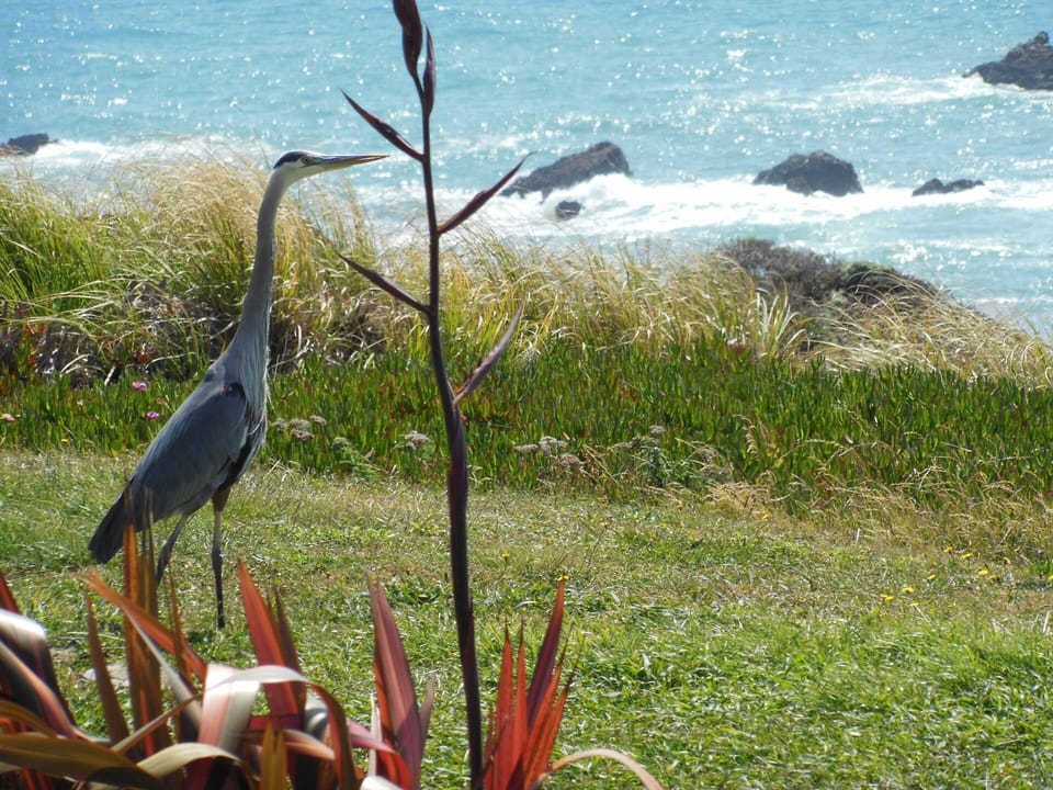 Enjoy watching a variety of birds, ospreys, hawks, pelicans, seagulls, shorebirds, hummingbirds and fat California quail.