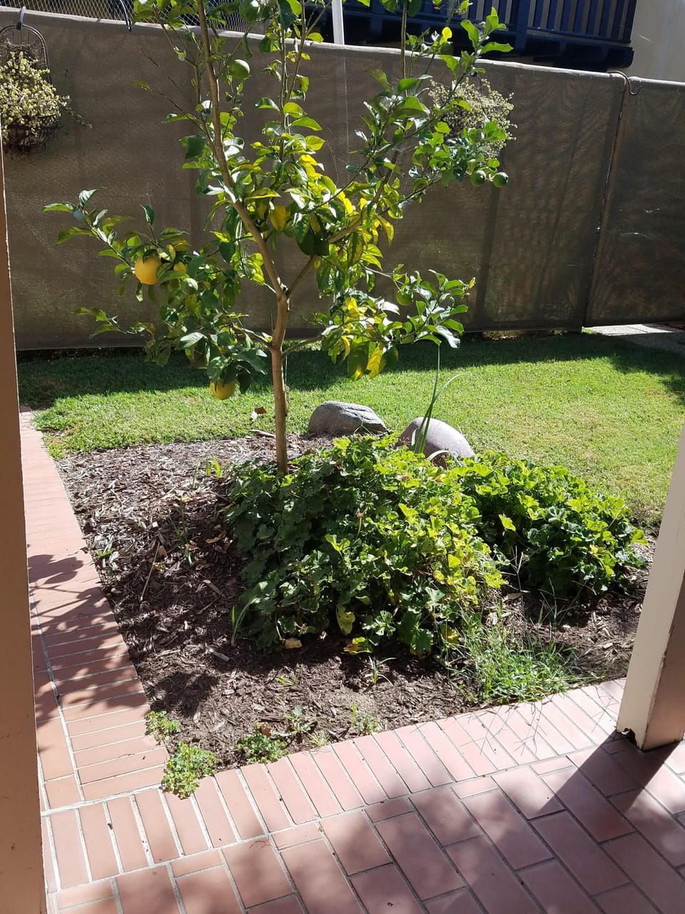 Our new lemon tree
