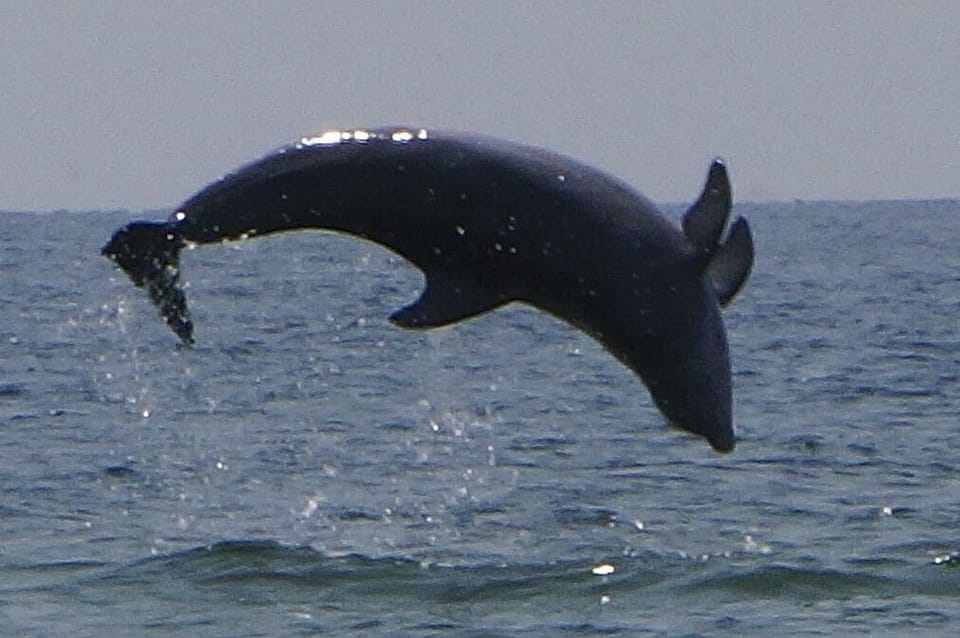 Watch dolphins from the balcony