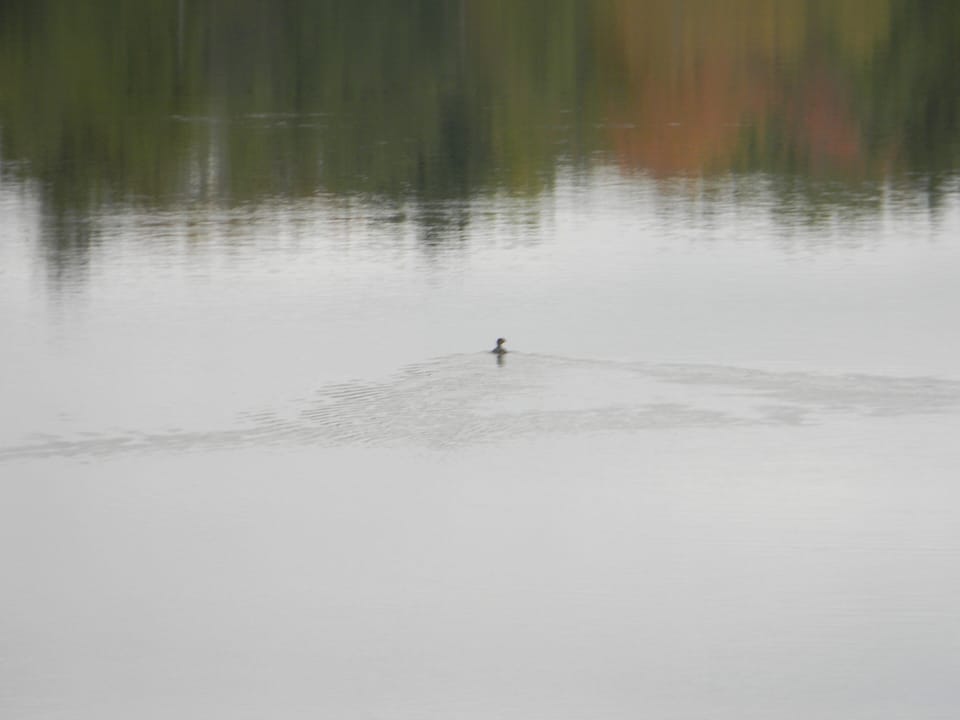 THE LOONS AND ALL HIS FEATHERED FRIENDS ALWAYS COME TO VISIT