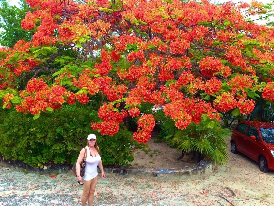 Tree at the front of the house