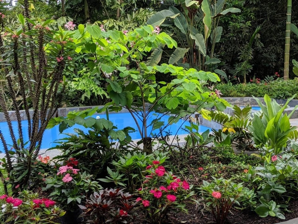 Swimming pool garden.