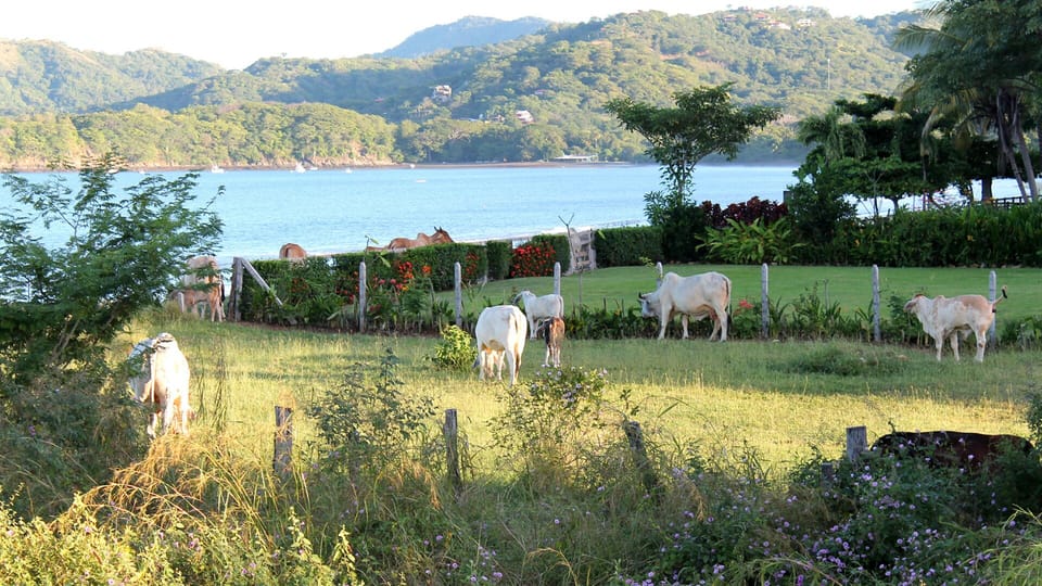 Cows enjoy the grass and the mangos next door.